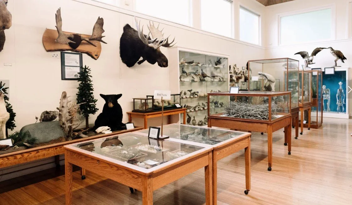 Displays with New Hampshire Mamals