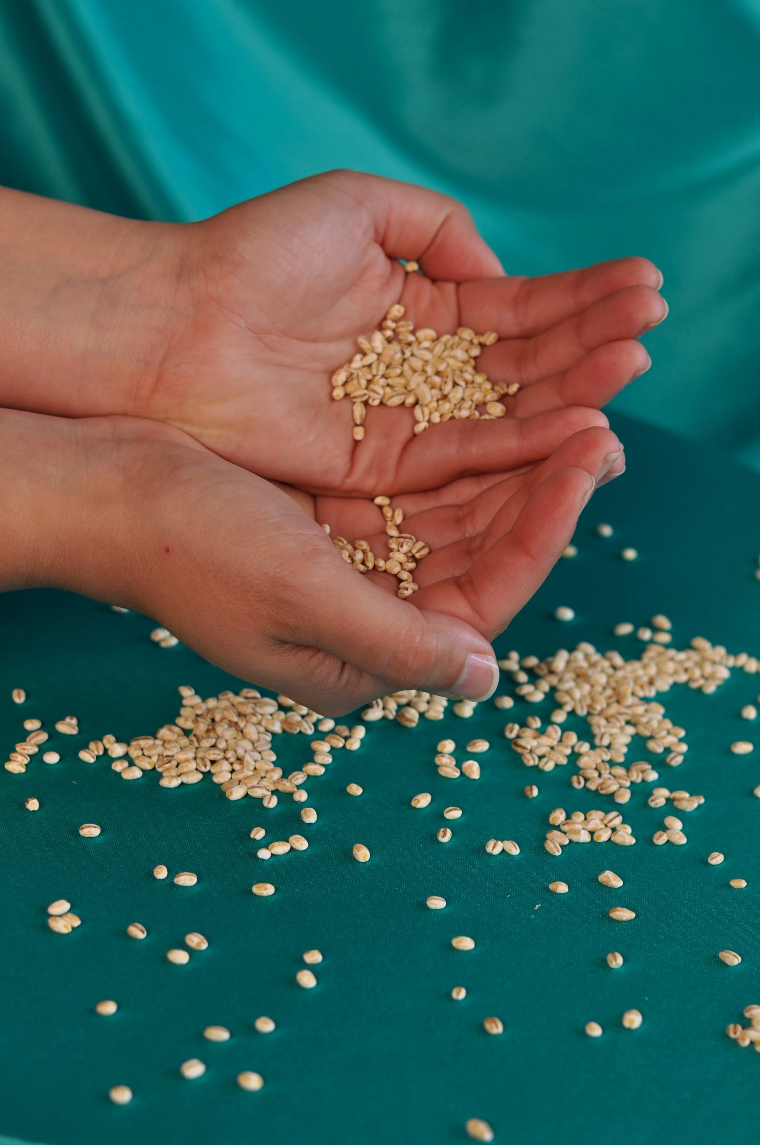 Barley_4.jpg
