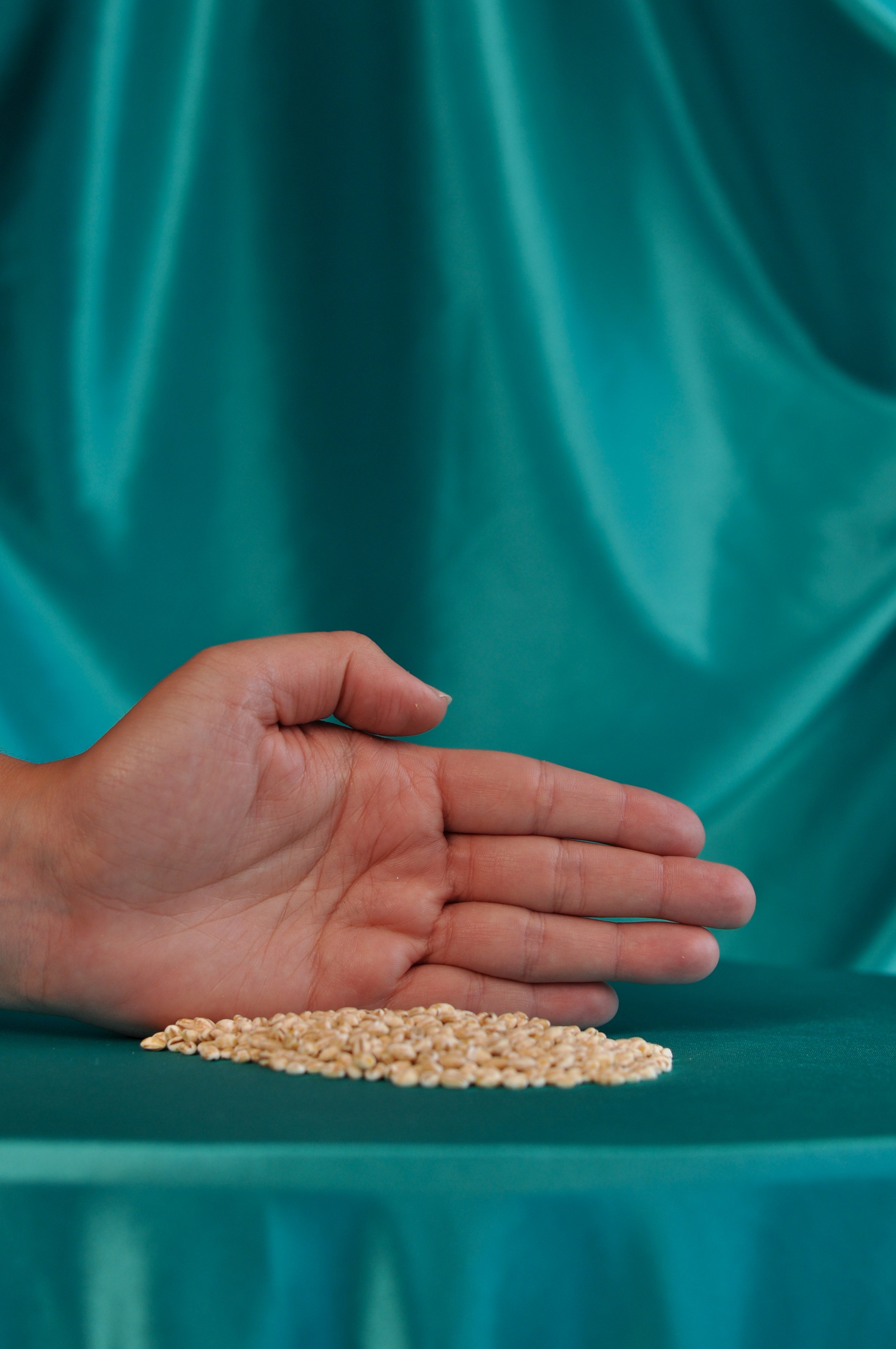 Barley_5.jpg
