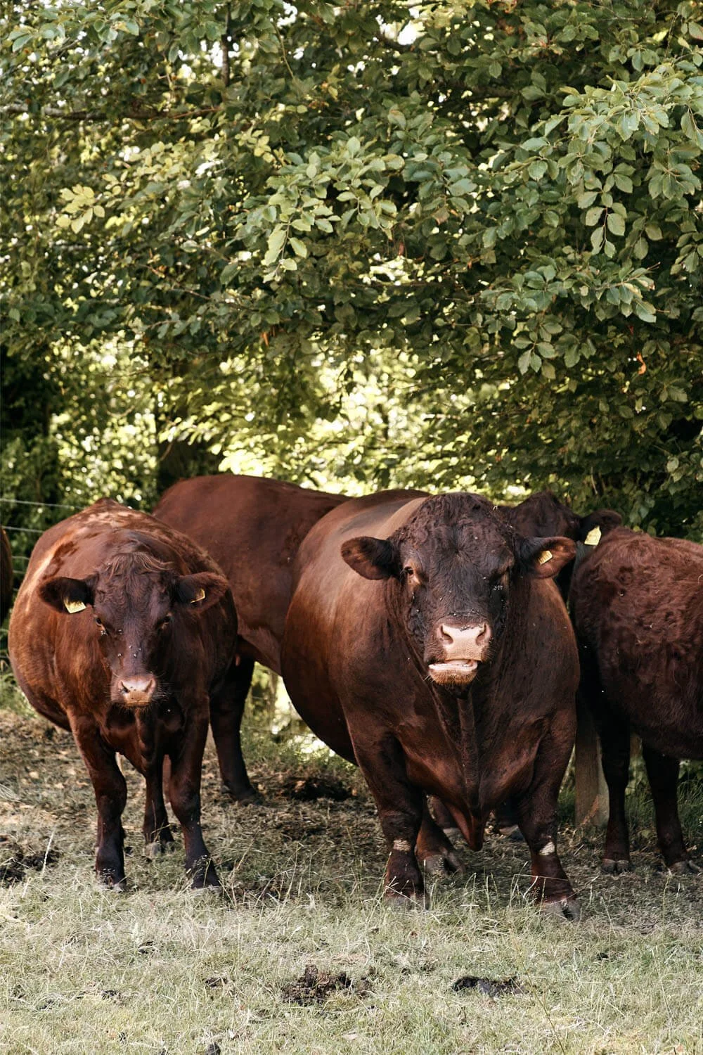 Crowcombe-Estate-Bull.jpg