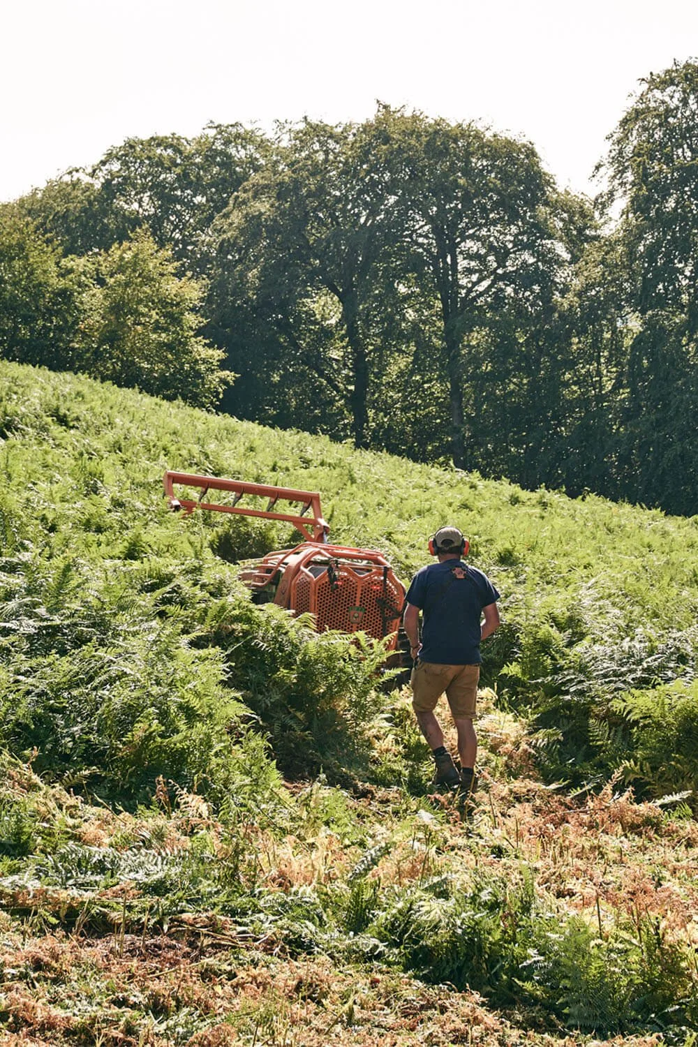 Bracken-Cut.jpg
