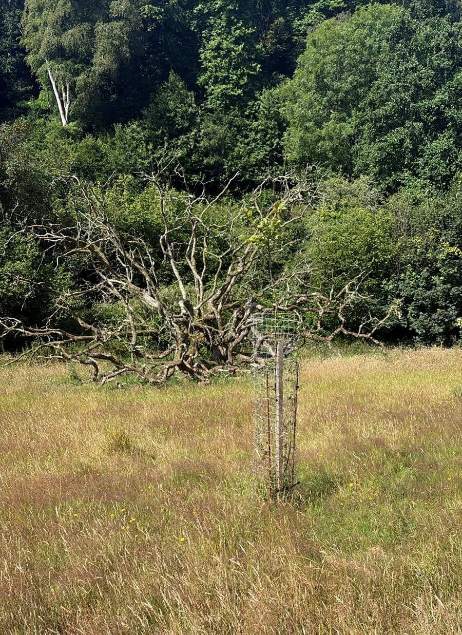 One fallen oak, multiple microhabitats