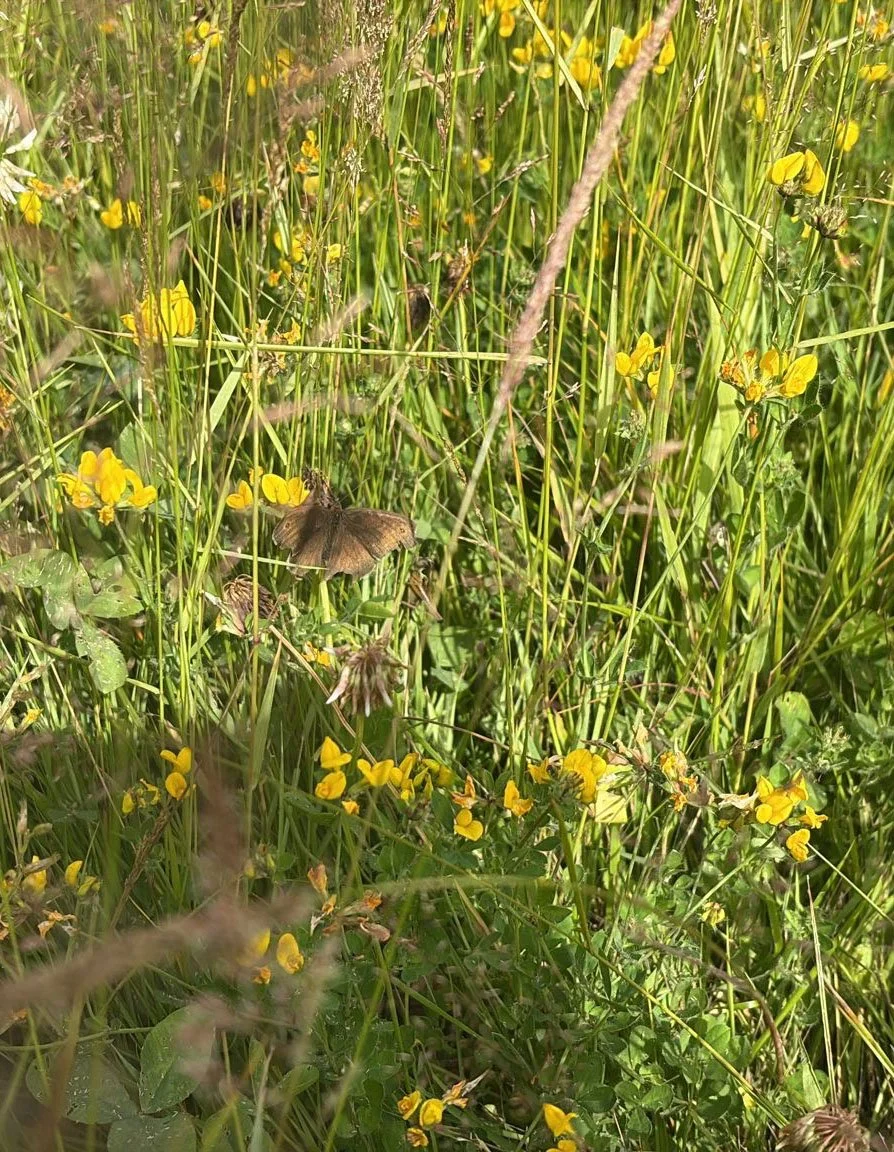 Birdsfoot Trefoil&nbsp;