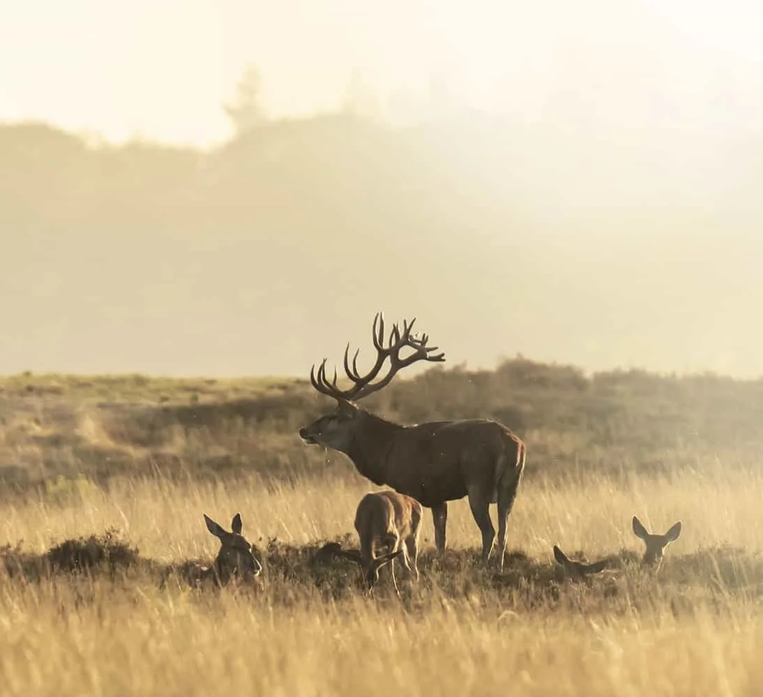 Preventing deer overpopulation is necessary: here’s why