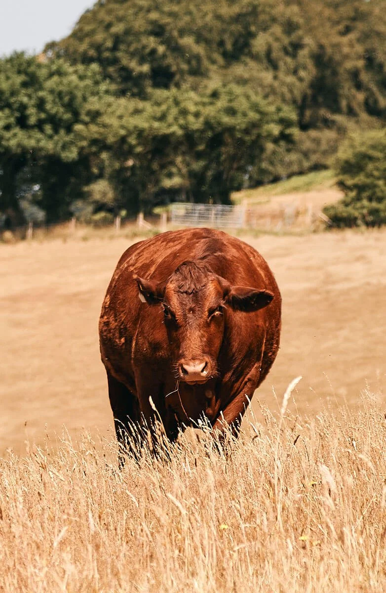 Beef