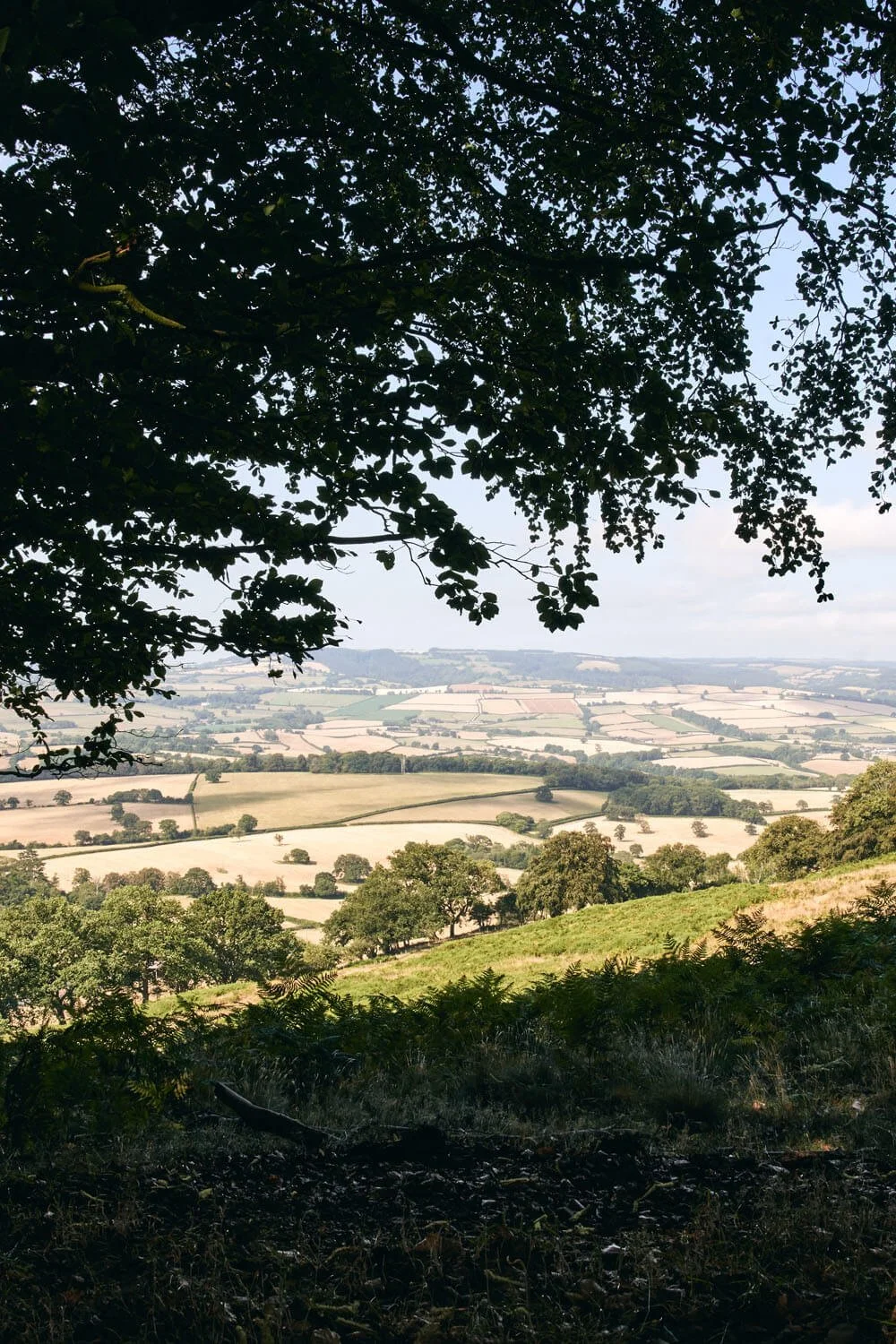 Woodland-Crowcombe-Estate.jpg