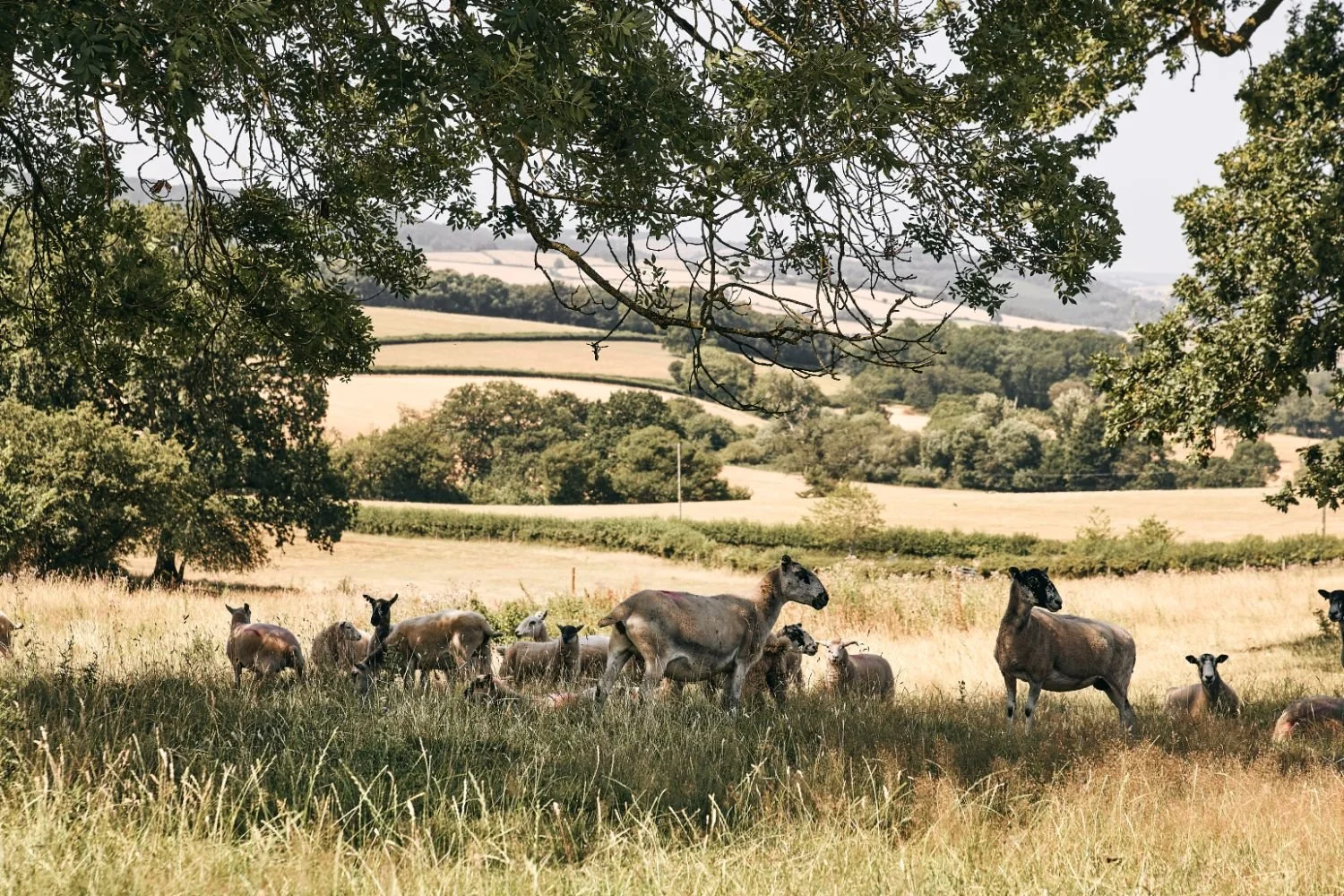 crowcombe estate flock of sheep under a tree