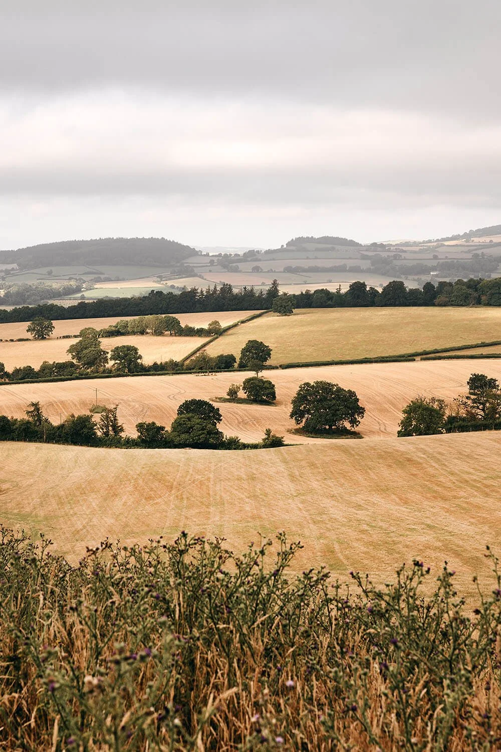 Crowcombe-Estate-View.jpg