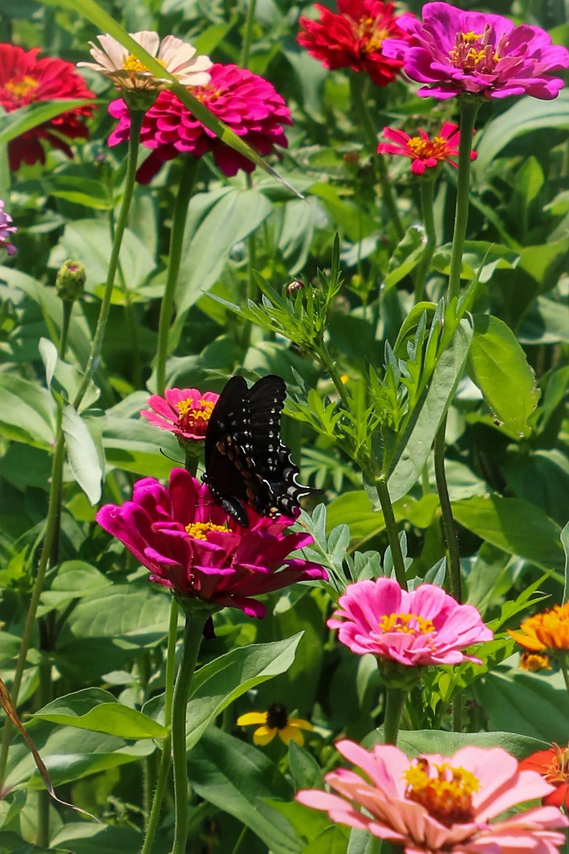Black Swallowtail butterfly feeding on wildflowers
