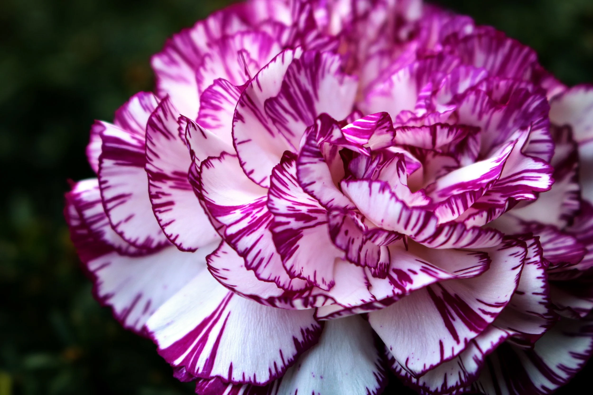 Close-up of a clove pink carnation flower showing layered petals and delicate details