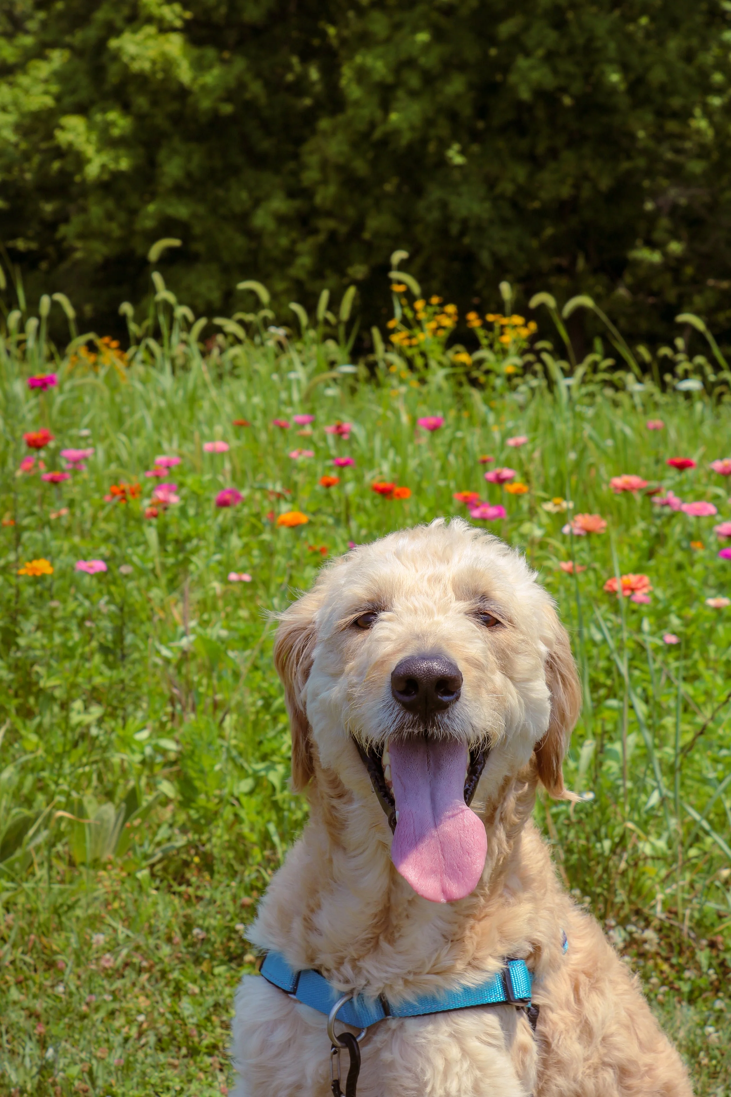 Goldendoodle sitting in front of wildflowers with its tongue out and a happy expression