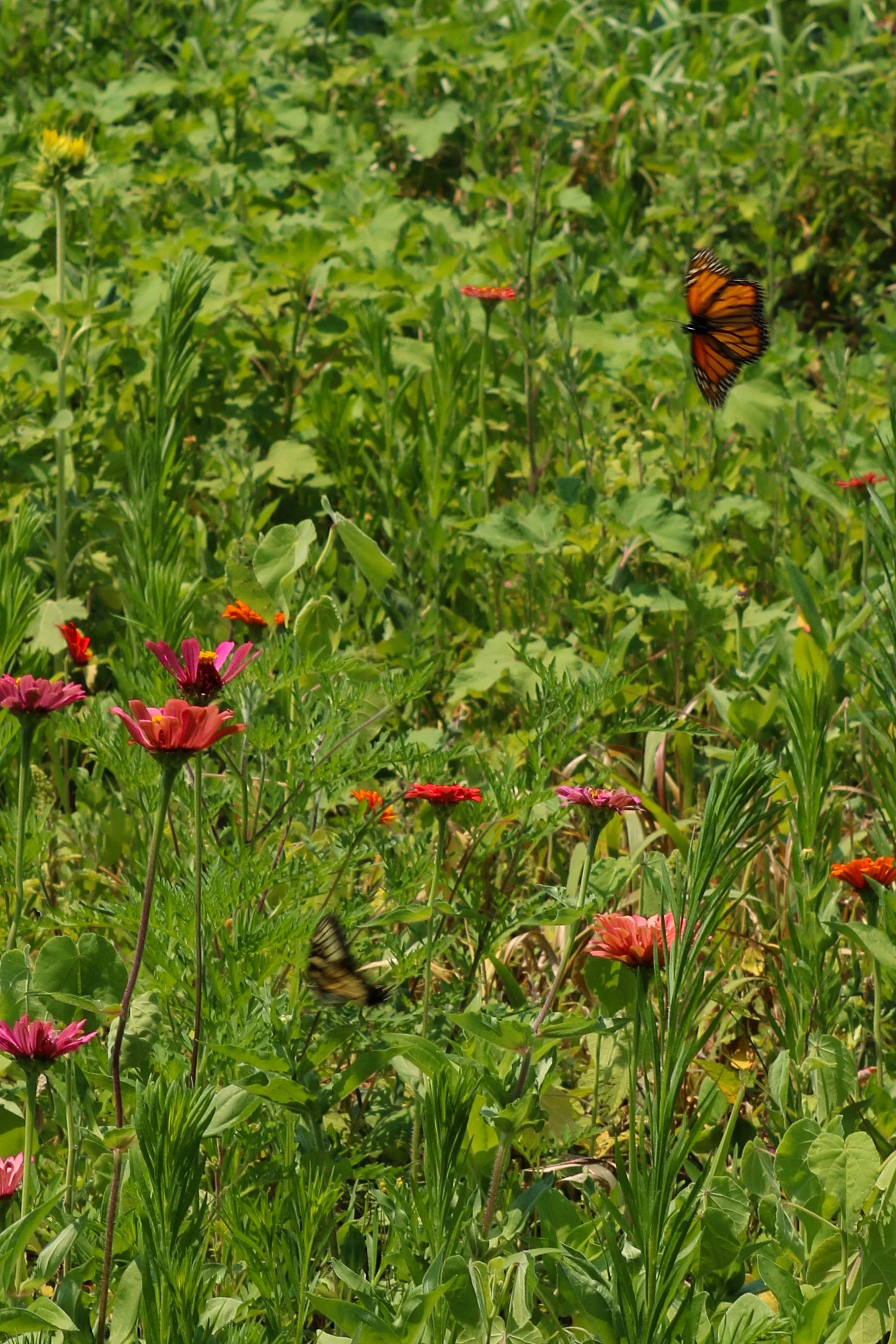Eastern Tiger Swallowtail and Monarch butterflies facing each other over wildflowers