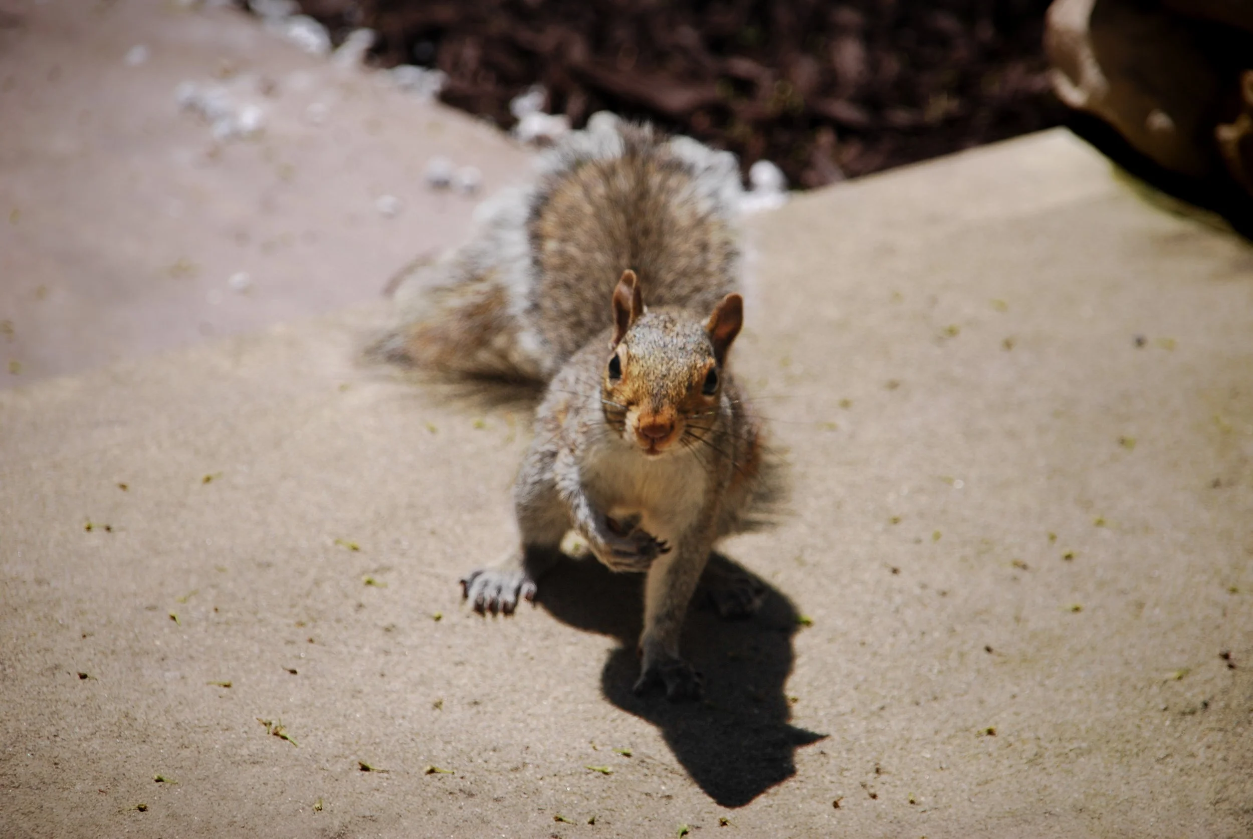 Squirrel peeking toward the camera on a patio surrounded by woods in Pennsylvania