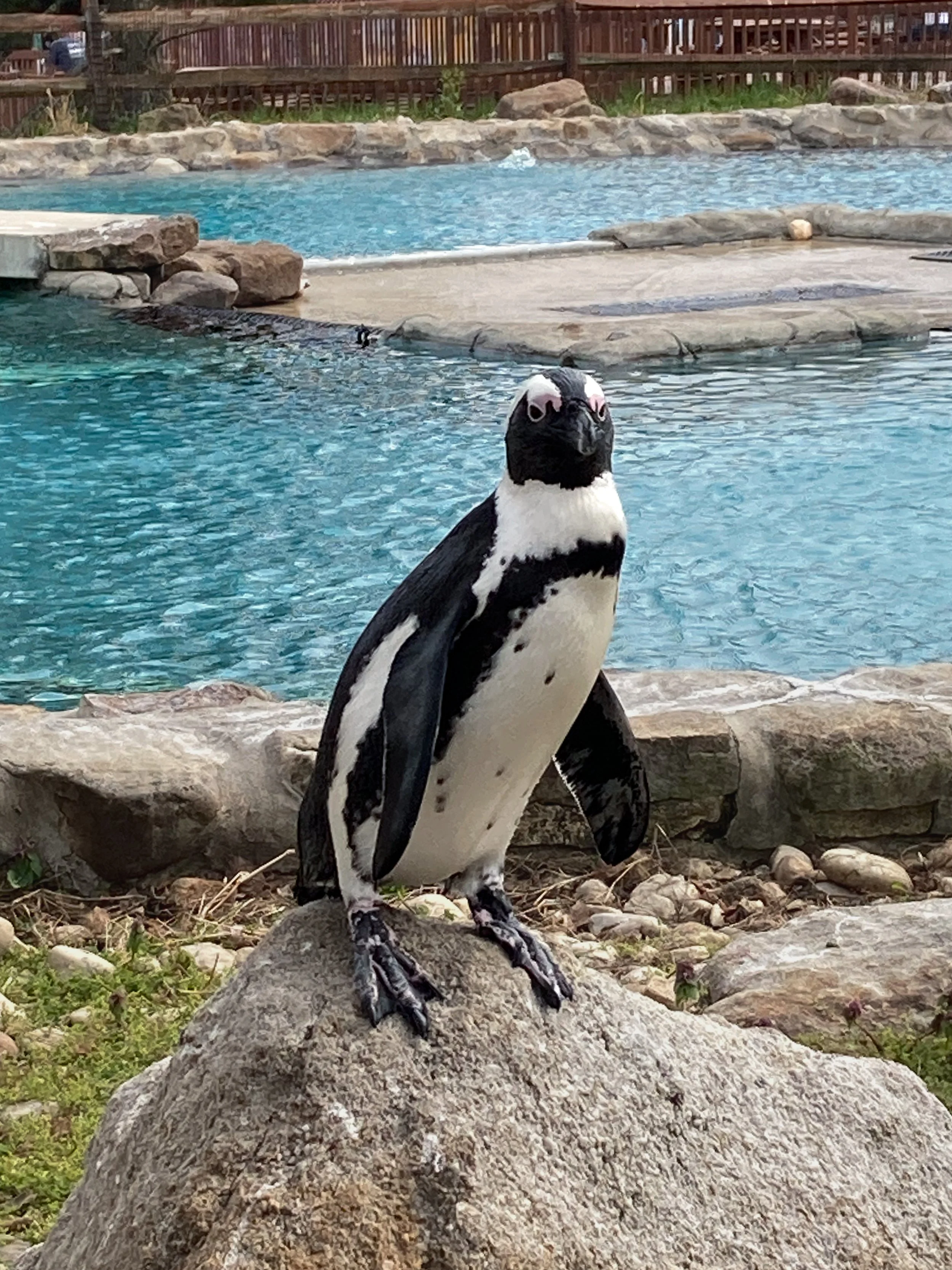 Penguin standing on rocks, facing the camera with water in the background at Lehigh Valley Zoo, Pennsylvania