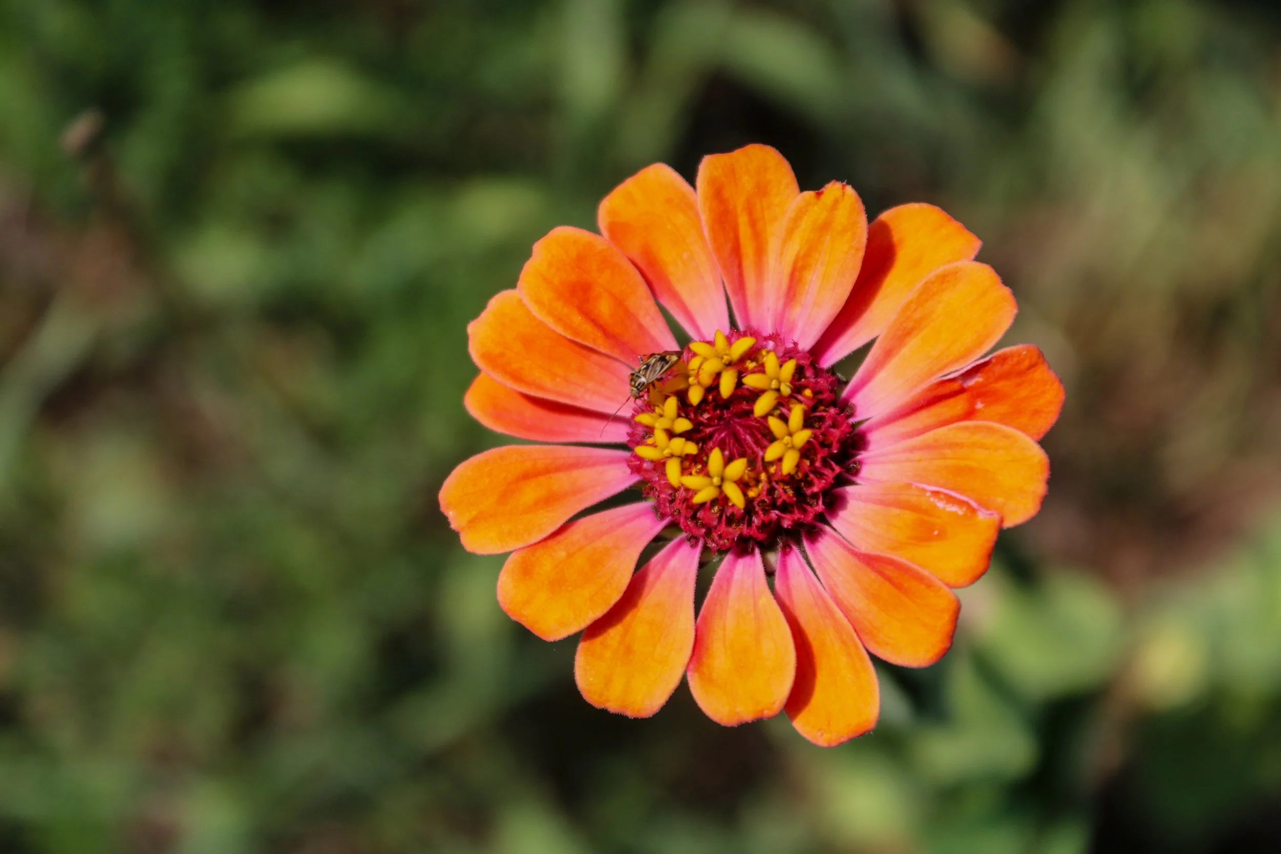Orange zinnia with a mite feeding on the flower