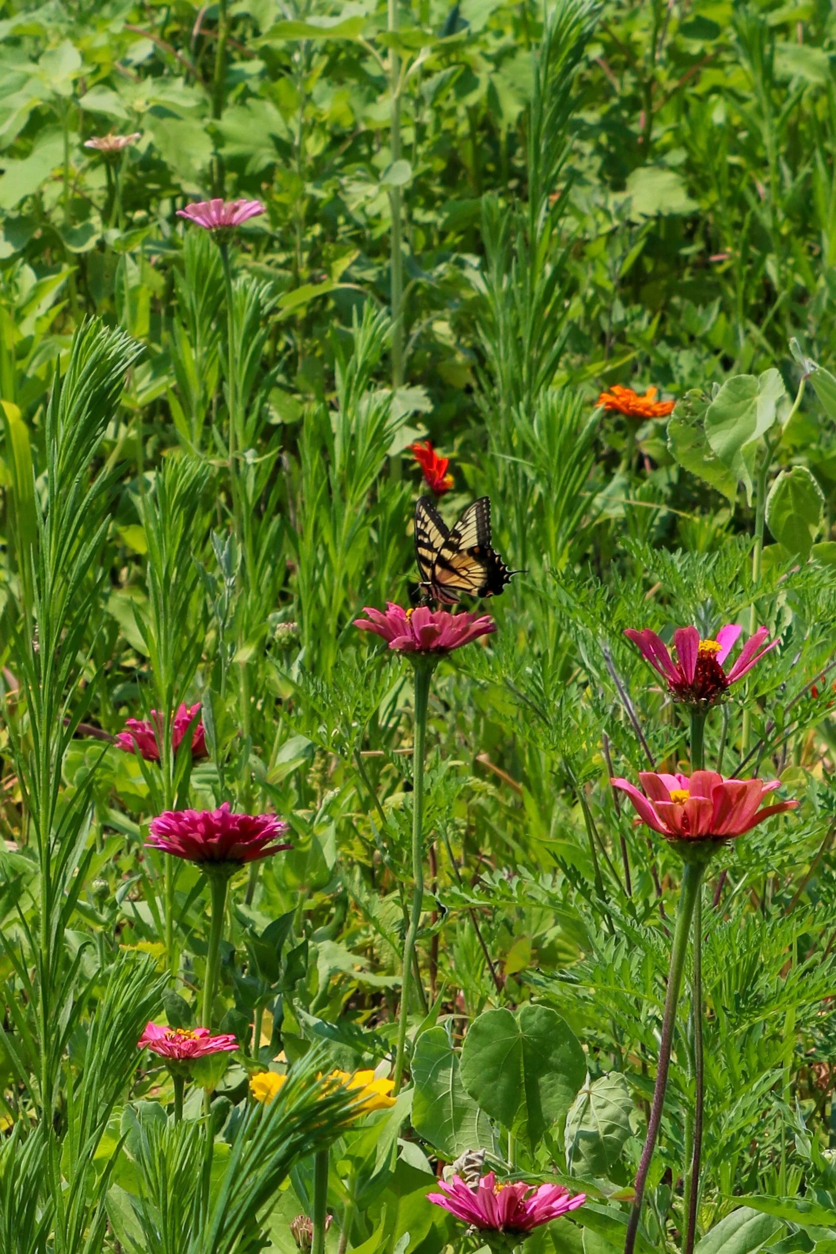 Eastern Tiger Swallowtail butterfly feeding on wildflowers