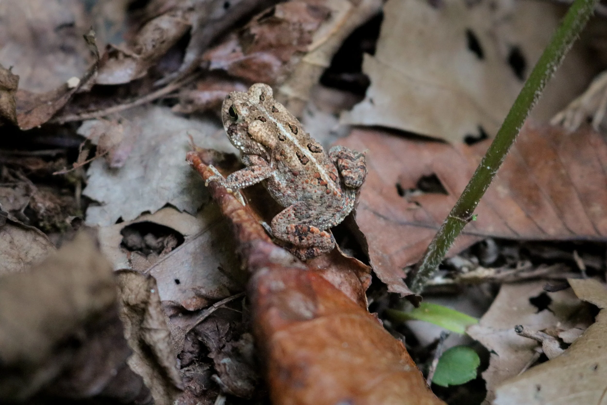Brown frog resting on fallen autumn leaves in Delaware Water Gap, Pennsylvania