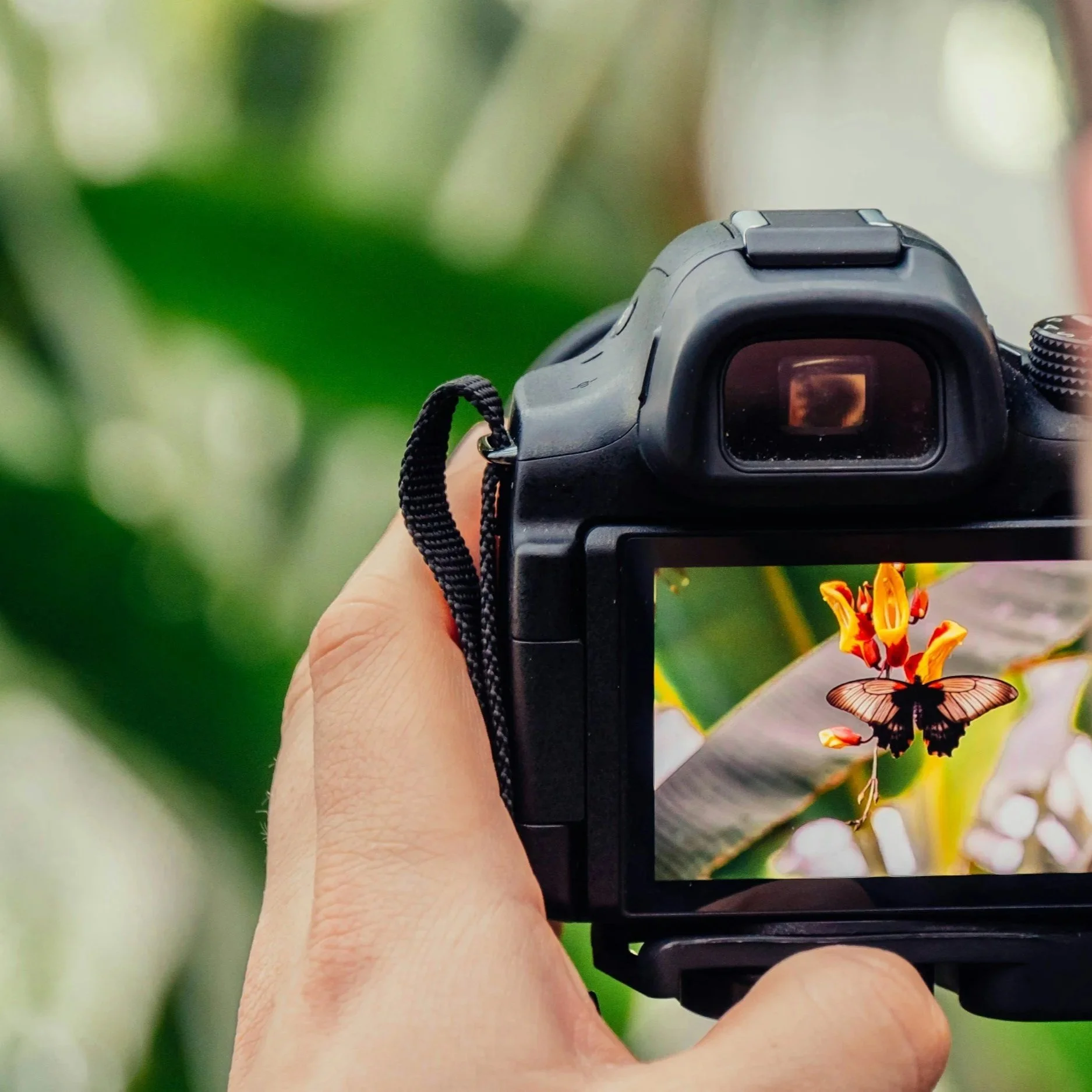A person holding a digital camera up, capturing a close-up photo of a flower and butterfly. The background is blurred greenery.