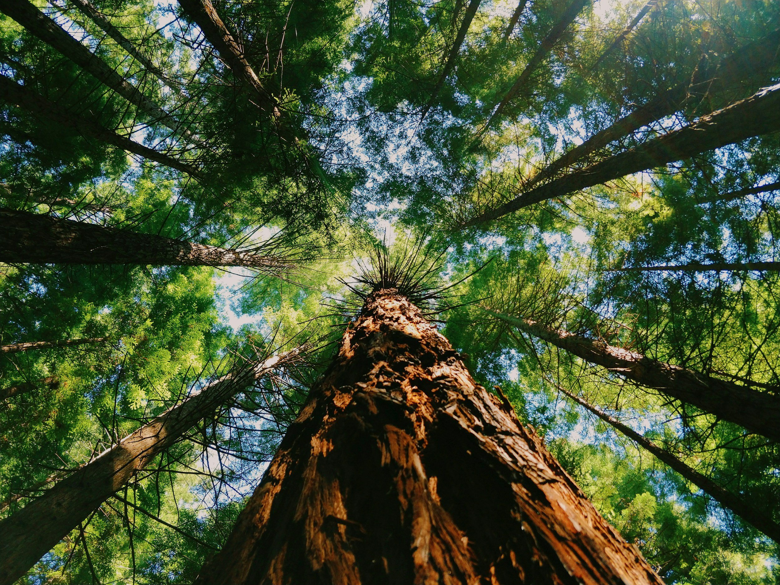 Looking up at a tall pine tree from the base, with green leaves and branches in the canopy above, and sunlight filtering through.