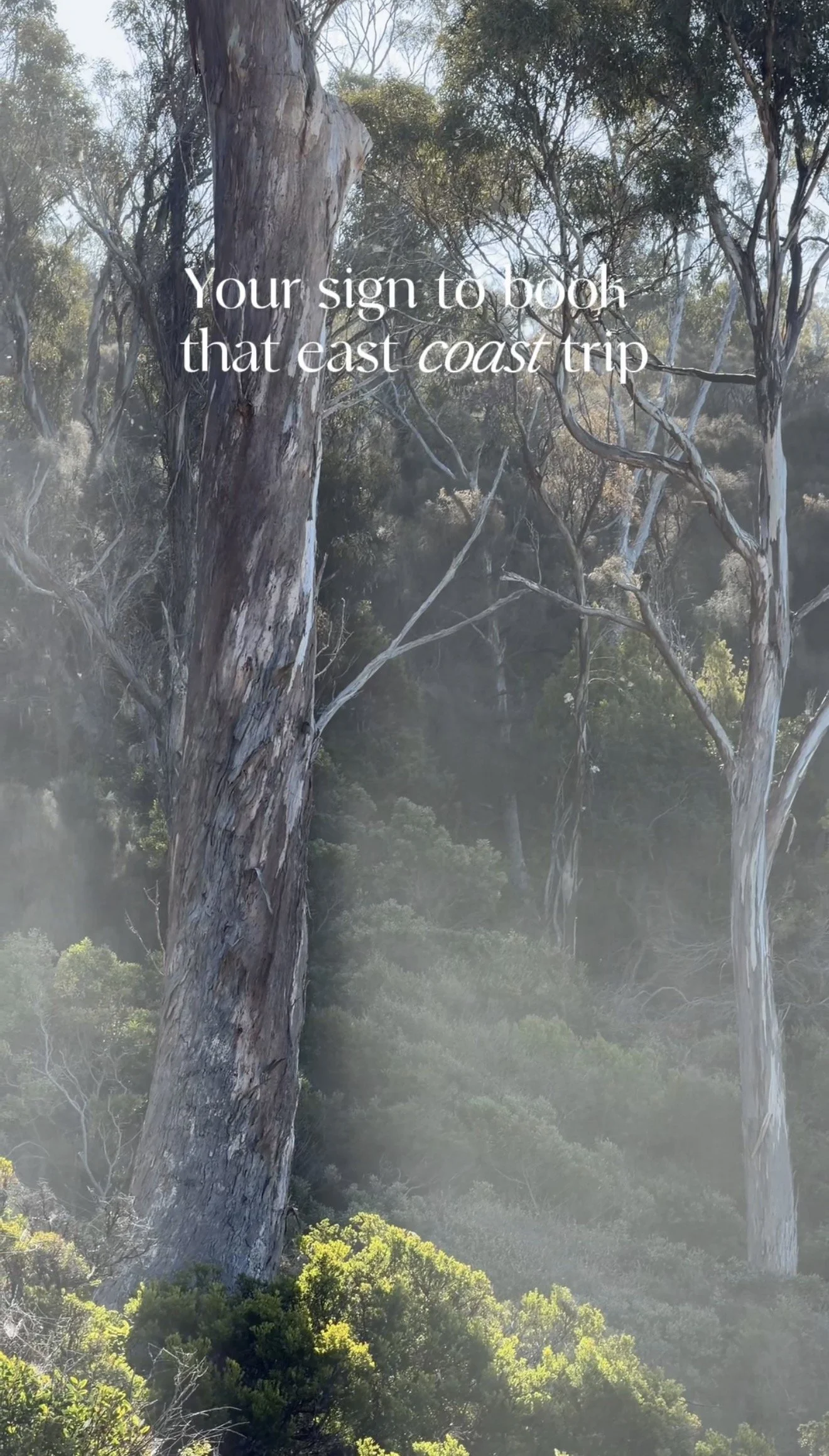 Tall trees with thick trunks and sparse branches in a forest with sunlight and mist, with green foliage at the bottom.