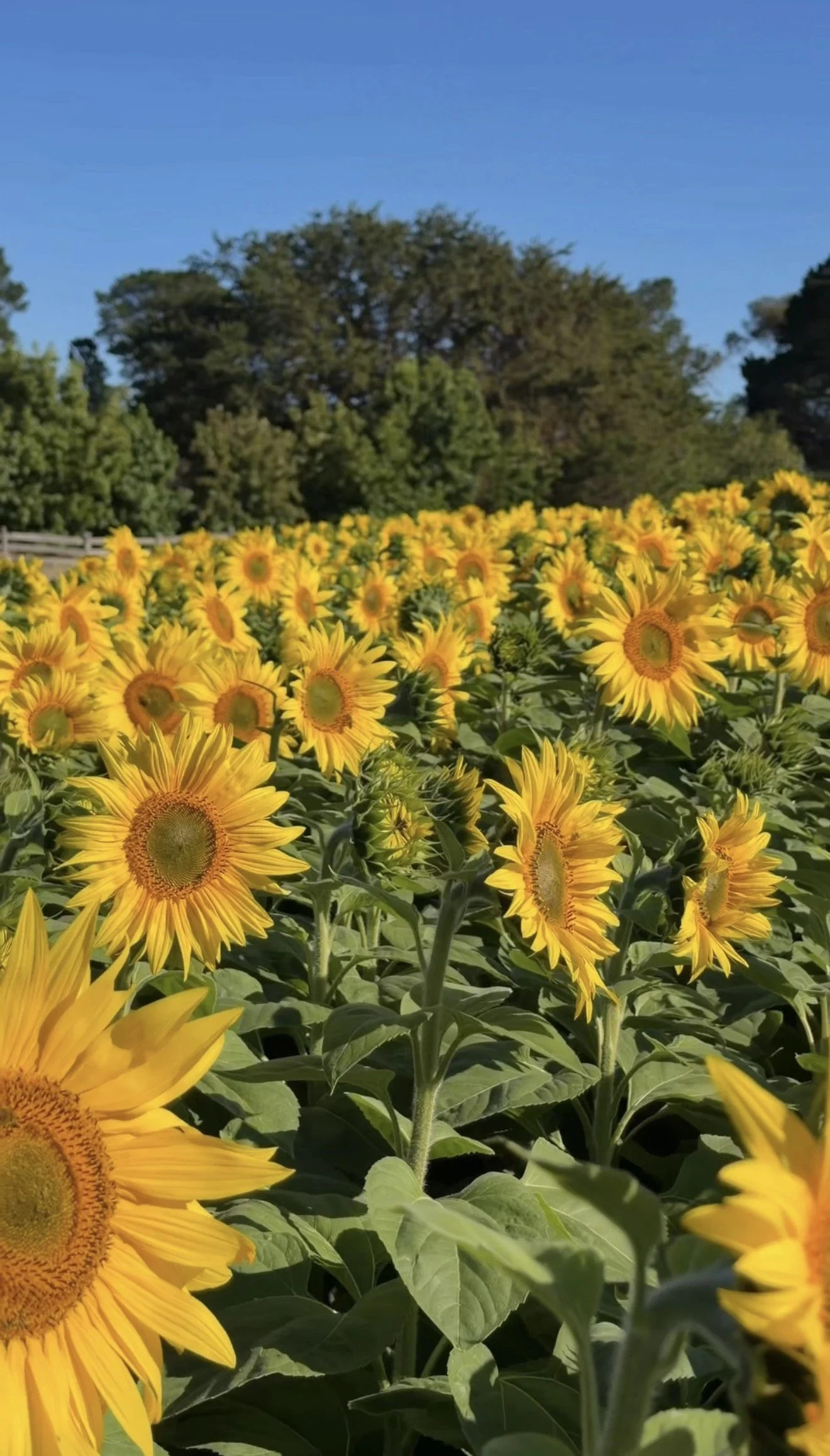 A field of bright yellow sunflowers with green leaves under a clear blue sky, with trees in the background.
