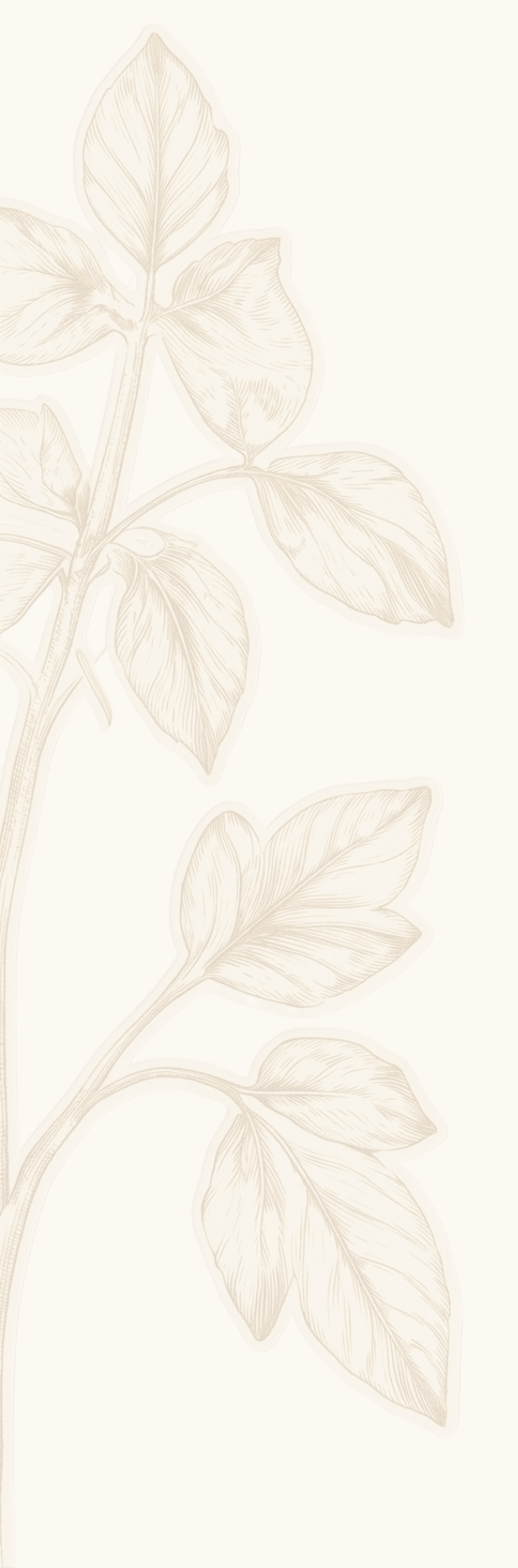 A light beige background with a faint, detailed line drawing of a plant with multiple leaves.