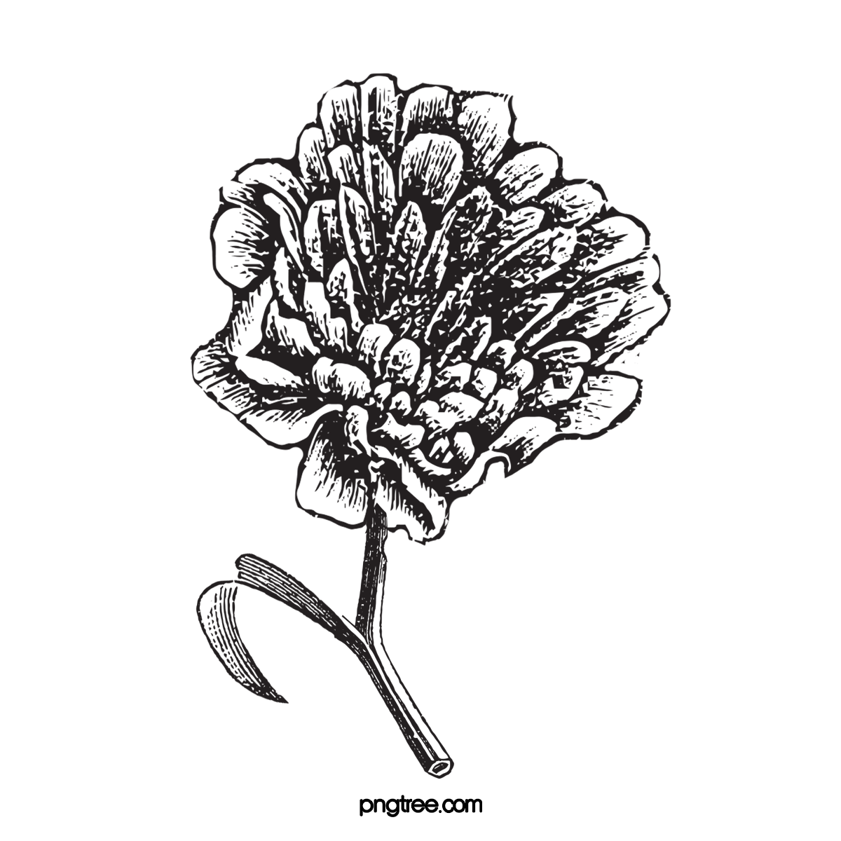 Black-and-white line drawing of a flower with a curved stem and a large, detailed bloom.