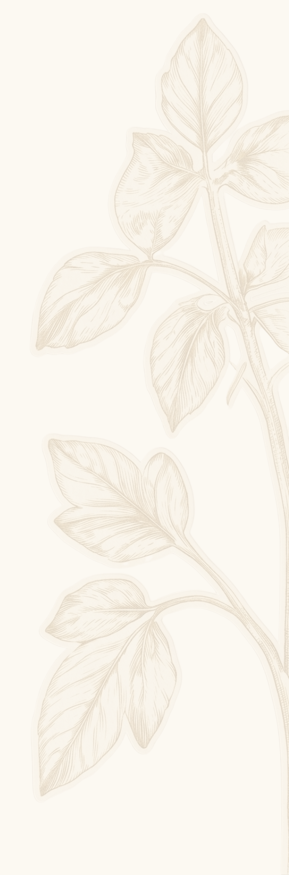 A faded illustration of a branch with multiple leaves on a light background.