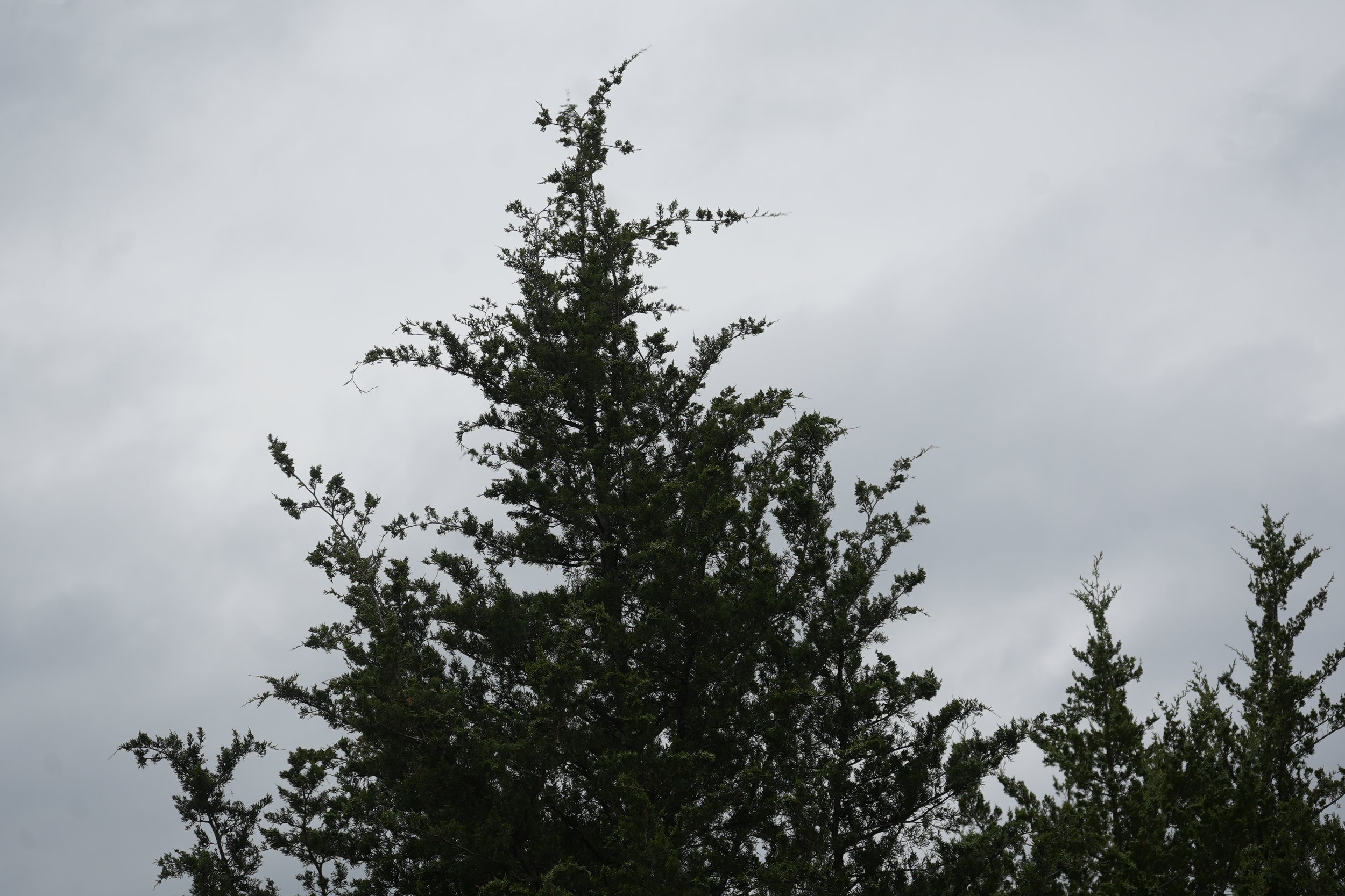 Klear Kutt Cedar tree removal