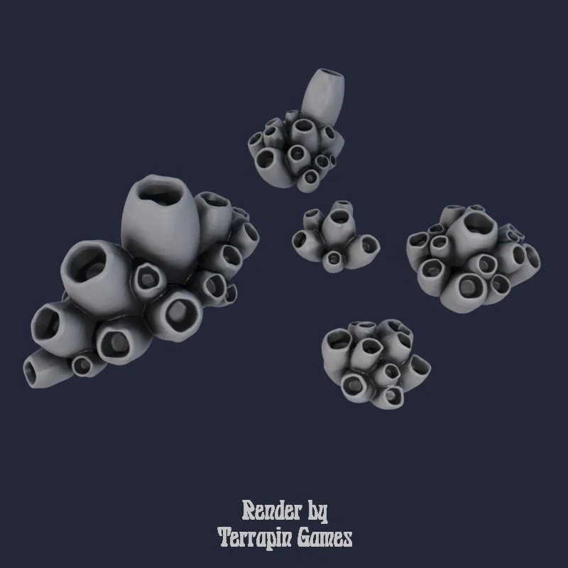 5 Large Barnacle Plants