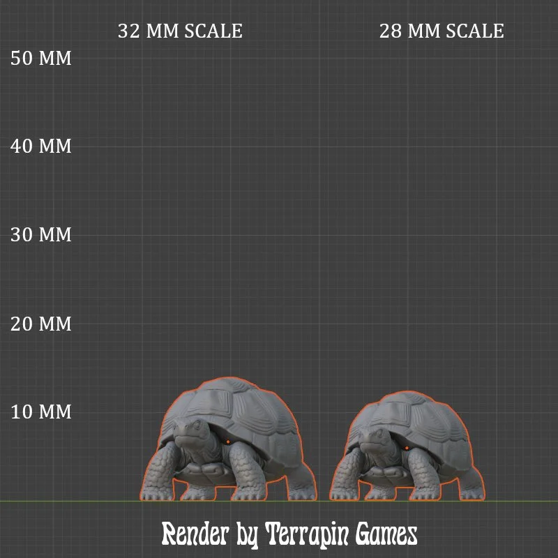 TORTOISE_1_SCALE.JPG