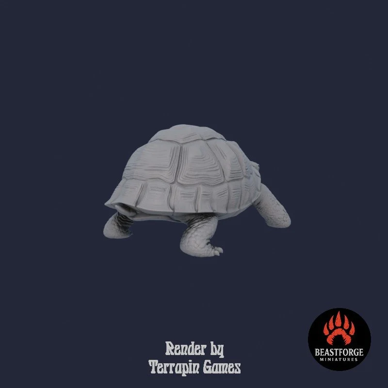 TORTOISE_2_3.jpg
