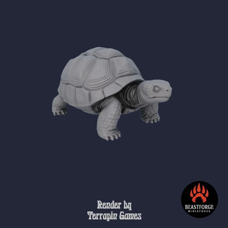 TORTOISE_1_2.jpg