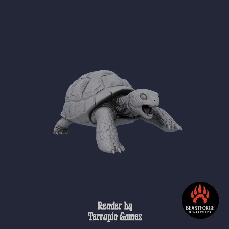 TORTOISE_2_2.jpg