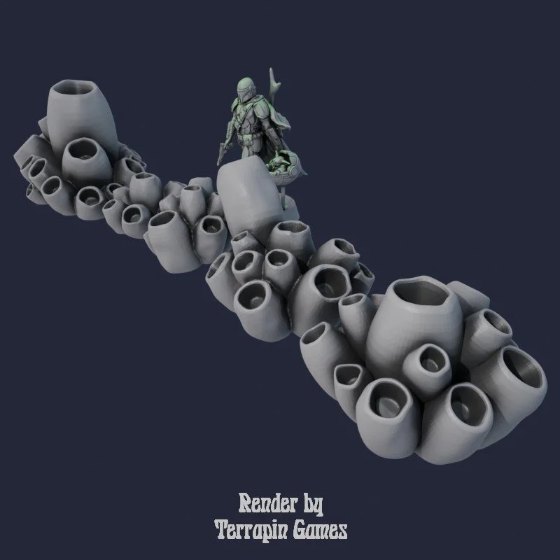 5 LARGE BARNACLES 1.jpg