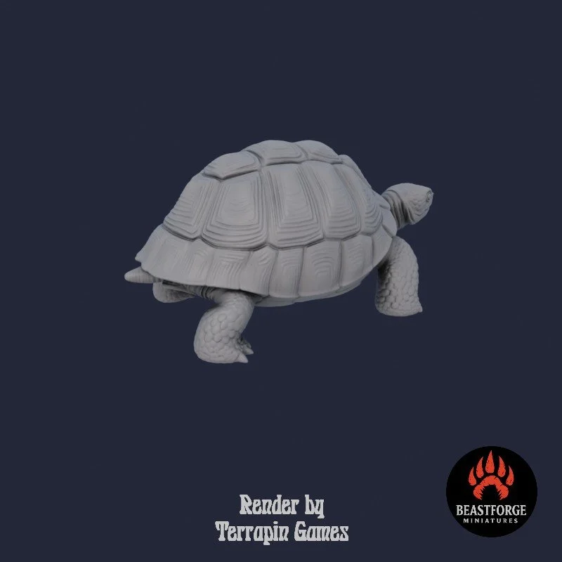 TORTOISE_1_4.jpg