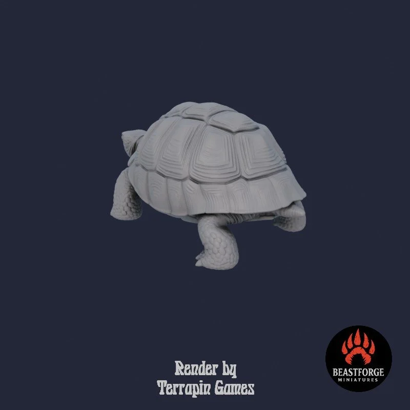 TORTOISE_1_3.jpg