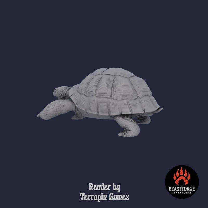 TORTOISE_2_4.jpg