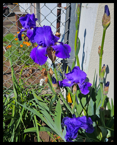 Violet iris flowers with tall buds and green leaves, growing beside a chain-link fence and a white wall.