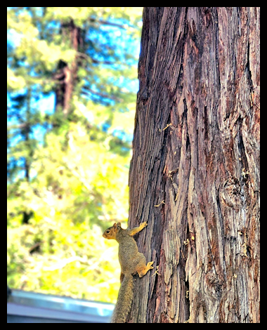 A squirrel climbing a tall tree trunk with green and yellow leaves in the background.