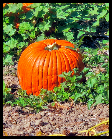 Orange pumpkin growing in a garden surrounded by green vines and soil.