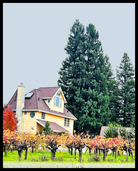 A yellow house with a steep roof and multiple windows, surrounded by tall evergreen trees and grapevines in the foreground.