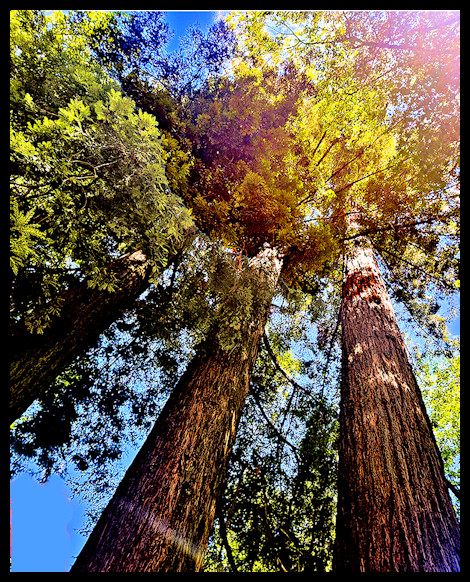 Looking up at tall trees with green and yellow leaves against a blue sky.