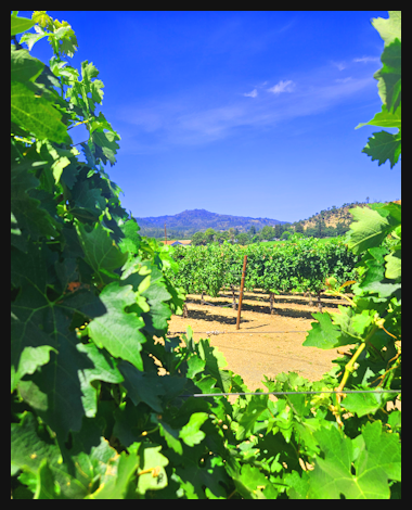 Inside the vineyard
