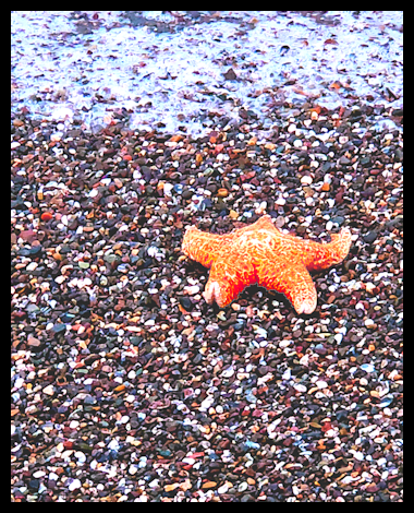 Orange starfish on a pebble-covered beach.