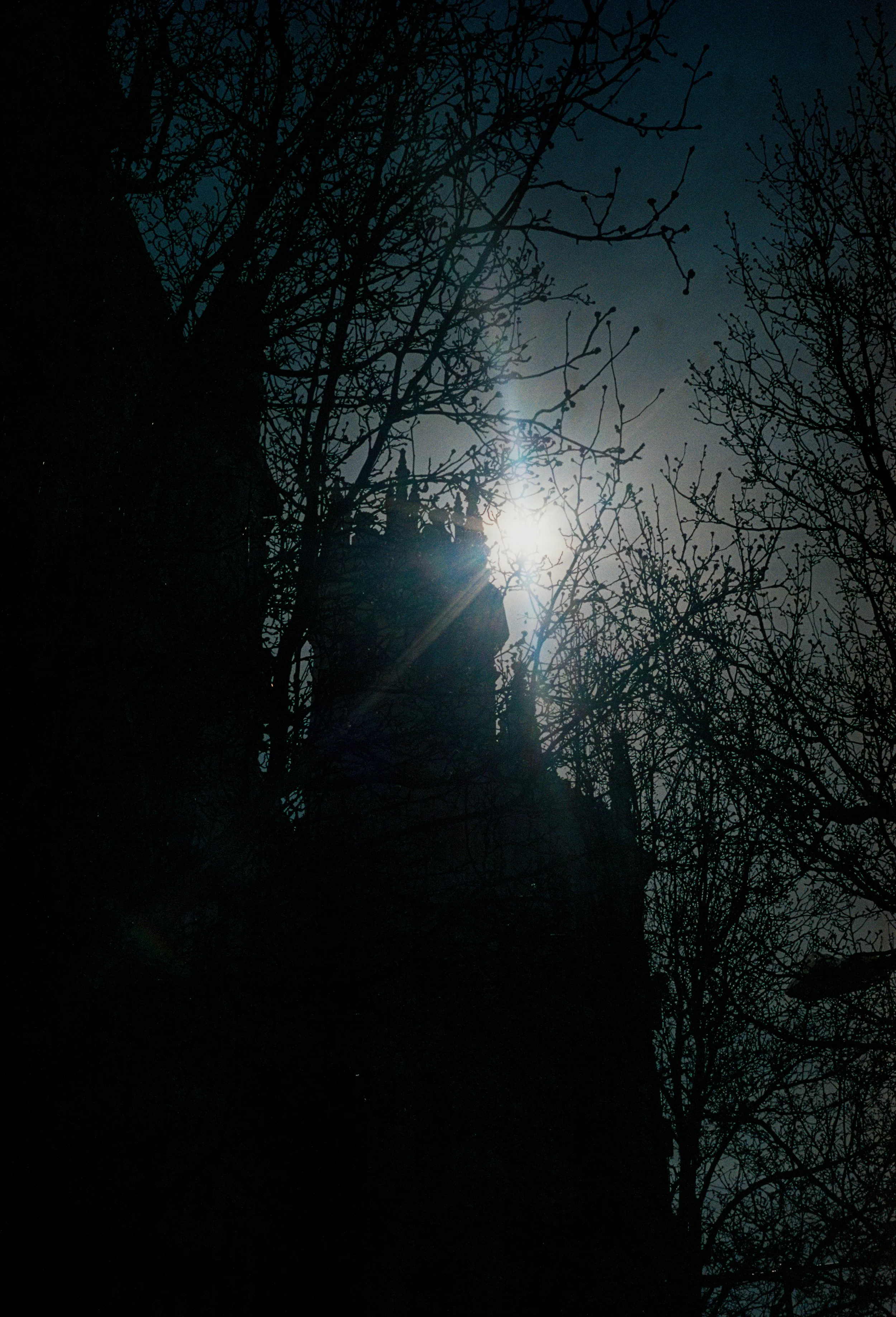 Dark silhouette of leafless trees with the moon shining behind, creating a bright glow in the night sky.