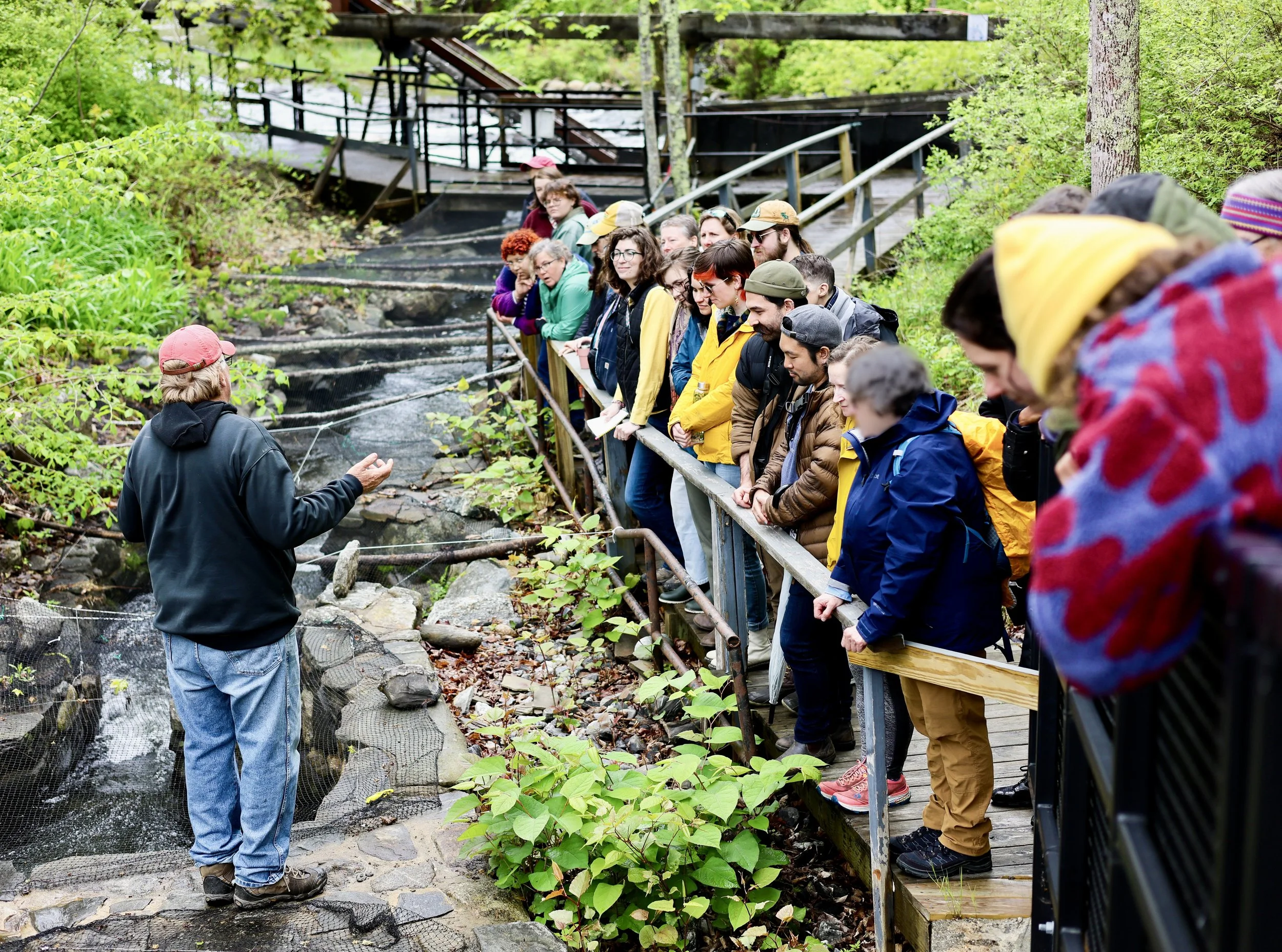 Alewife Migration Walk, May 2025. Damariscotta Mills, Nobleboro.