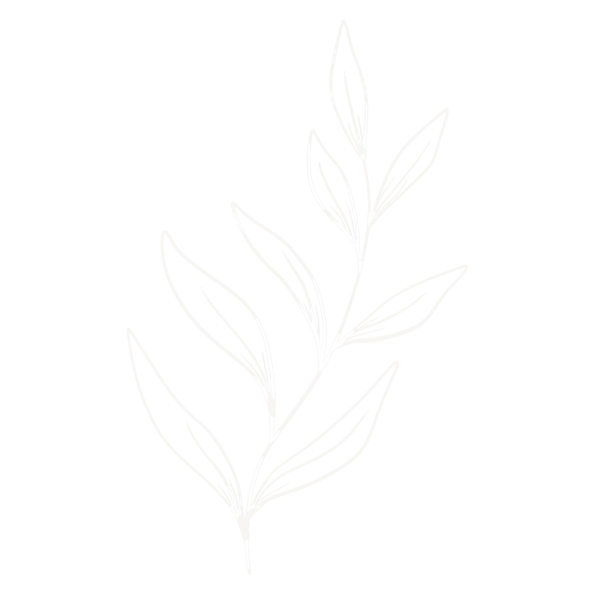 White outline of a botanical plant with slender leaves on a black background.