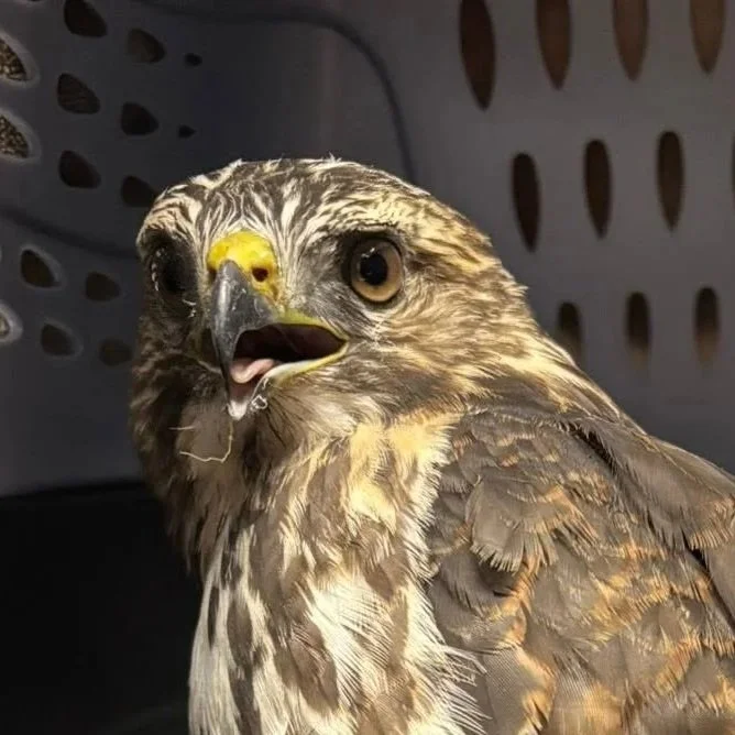 A close-up of a hawk with its beak open, inside a cage or carrier.