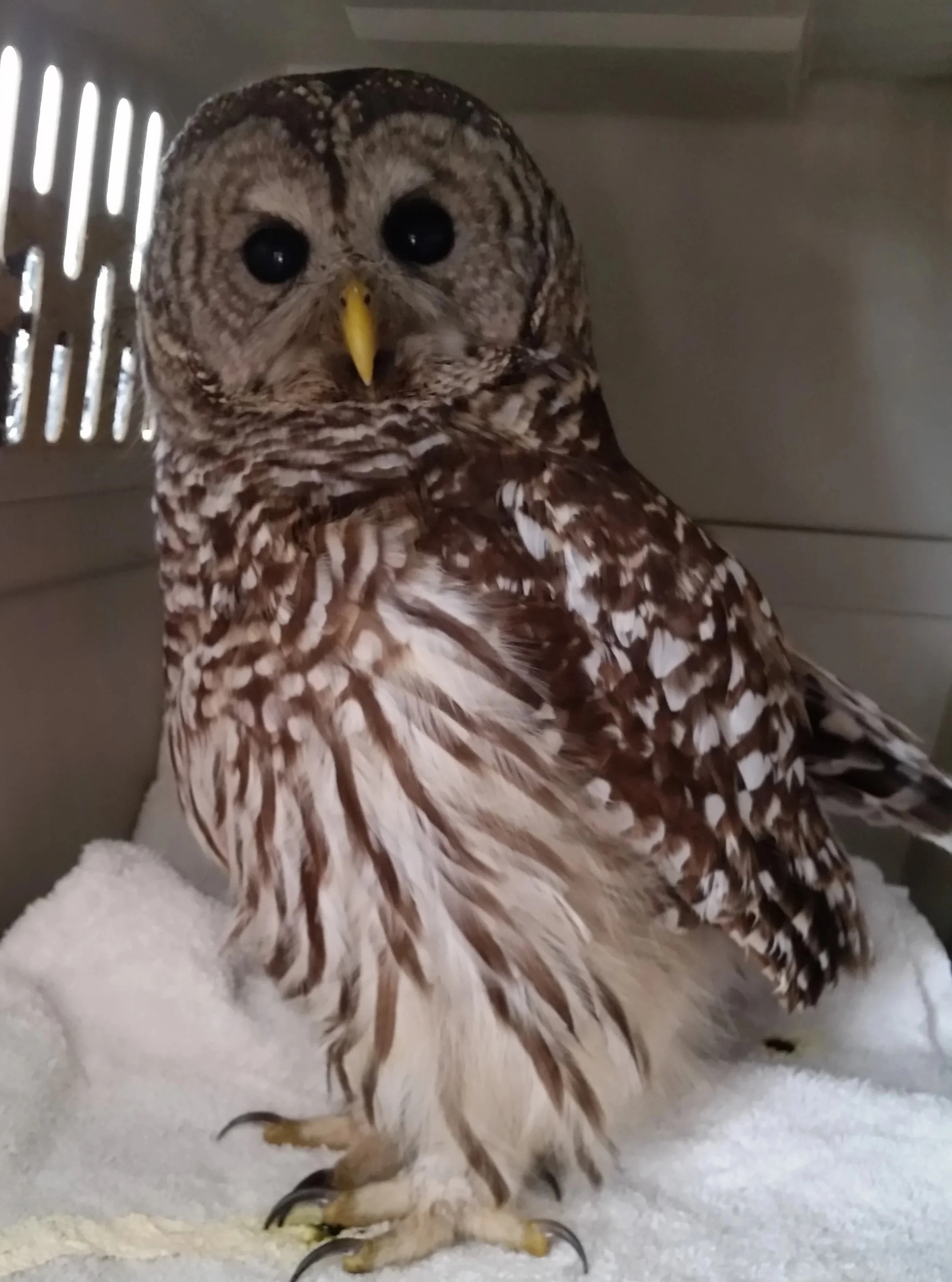 Fledgling+Barred+Owl+cropped.jpg